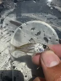 Tidewater Mojarra, photographed in Florida