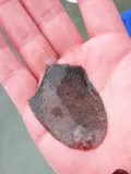 Lined Sole, photographed in Texas