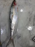 Round Sardinella, photographed in Mostaganem