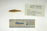 Kiamichi Shiner, photographed in Oklahoma