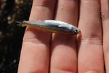 Cherryfin Shiner, photographed in Mississippi