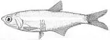 Deepbody Anchovy, photographed in California