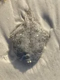 Lined Sole, photographed in Florida