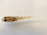 Reticulate Sculpin, photographed in Oregon