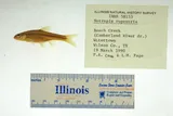 Bedrock Shiner, photographed in Tennessee