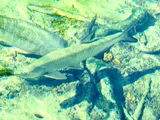 Tarpon, photographed in Florida