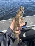 Sauger, photographed in Ontario