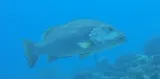 Cubera Snapper, photographed in Bonaire