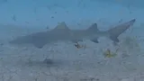 Lemon Shark, photographed in Rio Grande do Norte