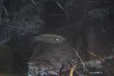 White River Springfish, photographed in Nevada
