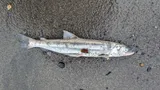 Eulachon, photographed in Oregon