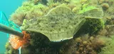 Winter Flounder, photographed in Massachusetts