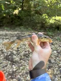 Alabama Hog Sucker, photographed in Alabama