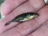 Brook Stickleback, photographed in Ontario
