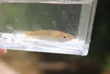 Northern Studfish, photographed in Tennessee