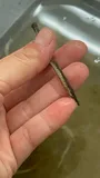 Northern Pipefish, photographed in New Jersey