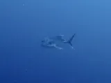 Crevalle Jack, photographed in Saint-Pierre