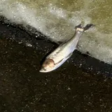Silver Carp, photographed in Missouri
