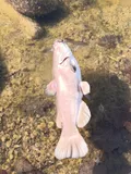 Brown Bullhead, photographed in Pomeranian