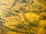 Chain Pickerel, photographed in North Carolina