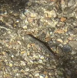 Brook Trout, photographed in Steiermark