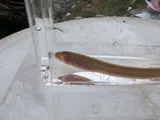 American Brook Lamprey, photographed in Ontario