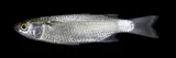 Kanda Mullet, photographed in Hawaii