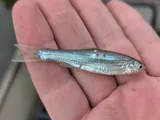 Mississippi Silvery Minnow, photographed in Mississippi