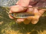 Lined Topminnow, photographed in North Carolina