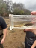 Naked Sand Darter, photographed in Alabama