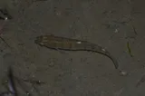 Longnose Killifish, photographed in Florida