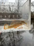 Orangebelly Darter, photographed in Arkansas