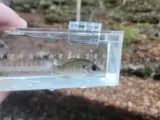 Redspotted Sunfish, photographed in Tennessee