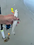 Gulf Kingfish, photographed in Florida