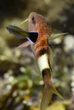 Common Goatfish, photographed in Northern