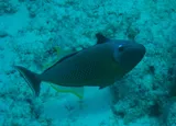 Redtail Triggerfish, photographed in Midway