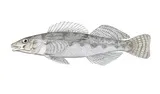 Roanoke Logperch, photographed in Virginia