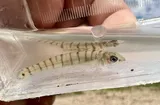 Bigscale Logperch, photographed in Texas