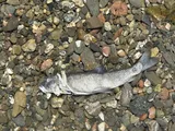 Sacramento Sucker, photographed in California