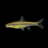 Rosyface Chub, photographed in South Carolina