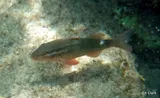 Kumu, photographed in Hawaii