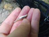 Longjaw Minnow, photographed in Mississippi
