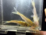 Channel Catfish, photographed in Tennessee