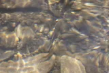 Eastern Blacknose Dace, photographed in Pennsylvania