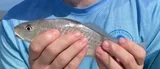 Atlantic Croaker, photographed in South Carolina