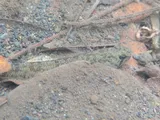 Naniha Goby, photographed in Hawaii