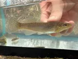 Northern Studfish, photographed in Tennessee