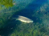 Blue Tilapia, photographed in Coahuila