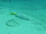 Blackfin Snapper