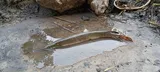 Shortnose Gar, photographed in Missouri